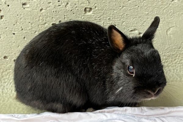Katie Bell - Kleintier zur Adoption aus Tierheim Reutlingen
