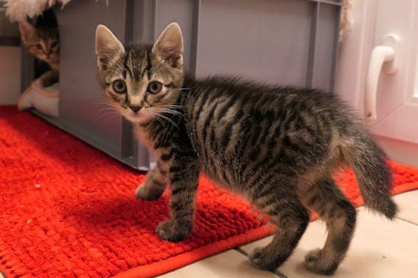 Katinka, Kjella, Kaja & Kenzo - Katze zur Adoption aus Tierheim Reutlingen