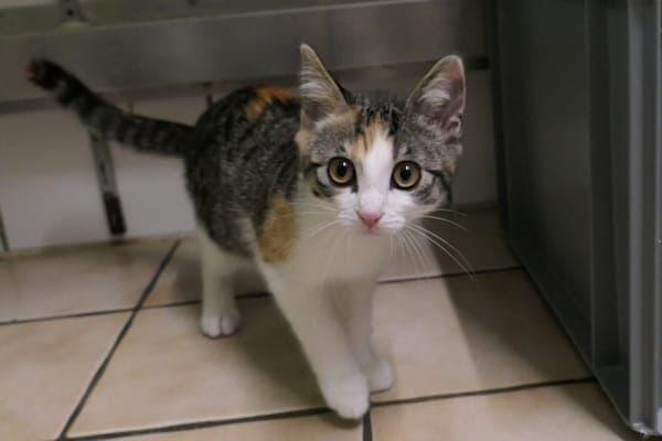 Katinka und Kaja - Katze zur Adoption aus Tierheim Reutlingen
