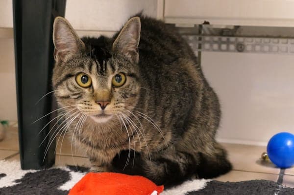 Kesha - Katze zur Adoption aus Tierheim Reutlingen