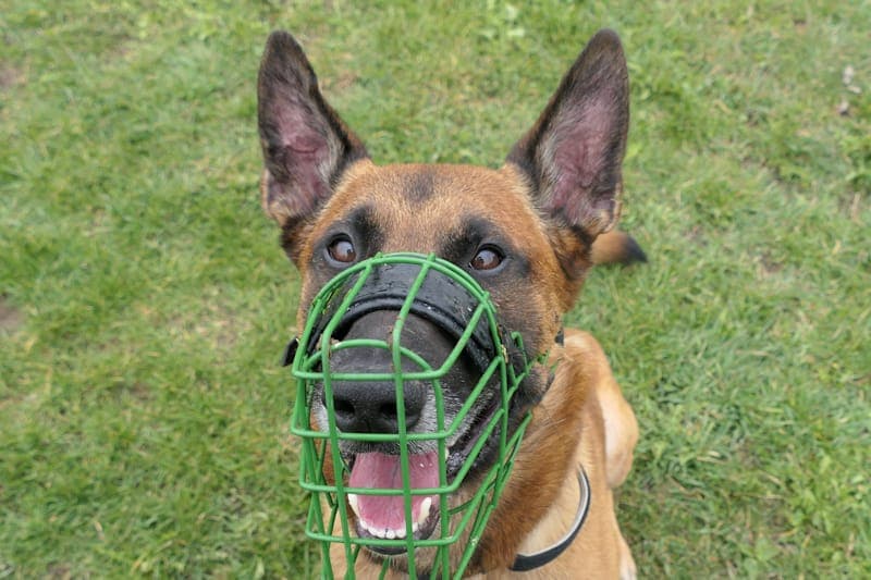 Khay NEU - Hund zur Adoption aus Tierheim Reutlingen