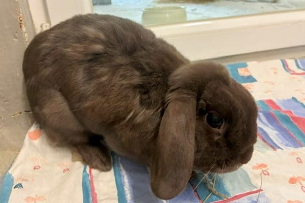 Kingsley Shacklebolt - Kleintier zur Adoption aus Tierheim Reutlingen