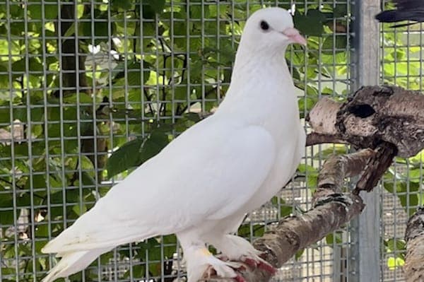 Kolbasti - Vogel zur Adoption aus Tierheim Reutlingen