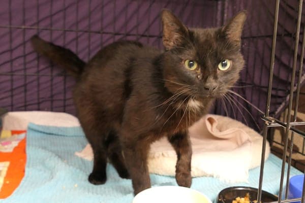 Konrad - Katze zur Adoption aus Tierheim Reutlingen