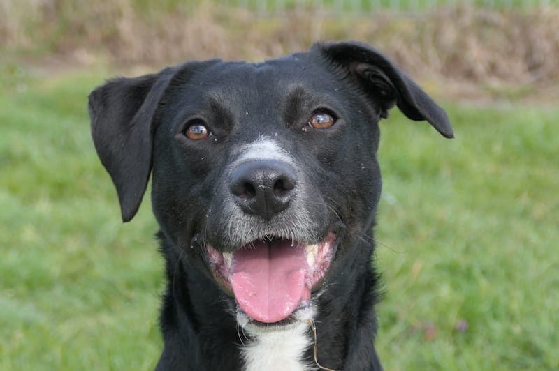 Kyra - Hund zur Adoption aus Tierheim Reutlingen