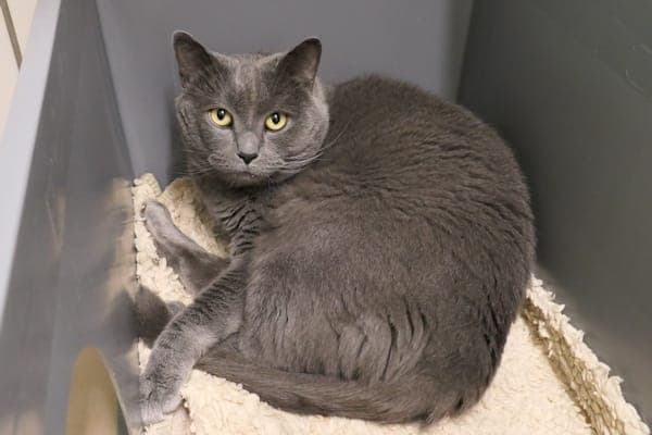 Laurence - Katze zur Adoption aus Tierheim Reutlingen