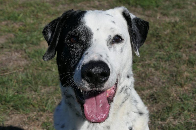 Lenny NEU - Hund zur Adoption aus Tierheim Reutlingen