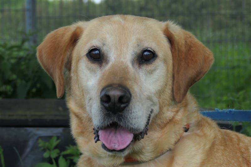 Leo - Hund zur Adoption aus Tierheim Reutlingen