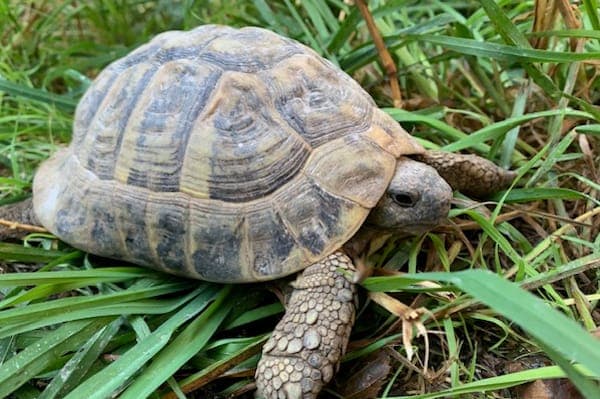 Leonardo Fibonacci - Exot zur Adoption aus Tierheim Reutlingen
