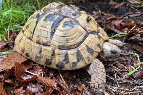 Leta Lestrange - Exot zur Adoption aus Tierheim Reutlingen