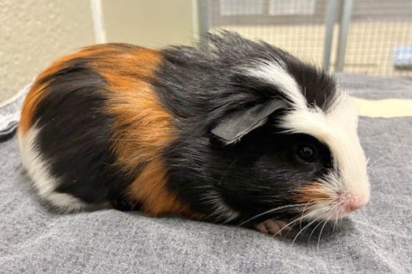 Lily Luna Potter - Kleintier zur Adoption aus Tierheim Reutlingen