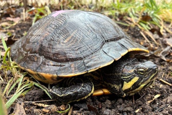 Liu Tao - Exot zur Adoption aus Tierheim Reutlingen
