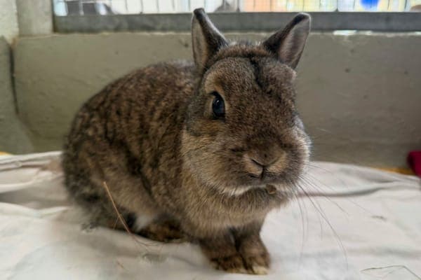 Loa - Kleintier zur Adoption aus Tierheim Reutlingen