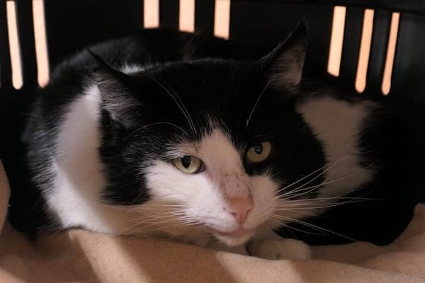 Lothar - Katze zur Adoption aus Tierheim Reutlingen