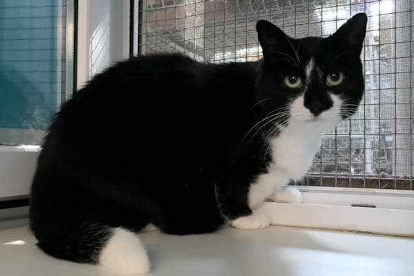 Lotte - Katze zur Adoption aus Tierheim Reutlingen