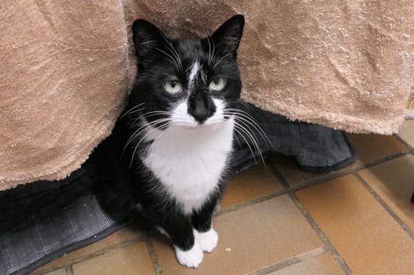 Lotte - Katze zur Adoption aus Tierheim Reutlingen