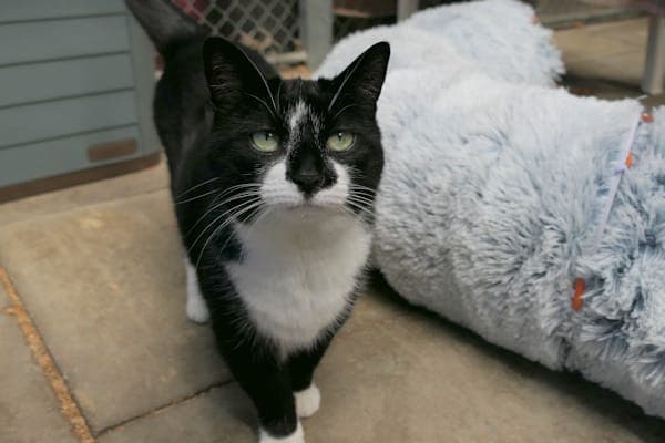 Lotte - Katze zur Adoption aus Tierheim Reutlingen