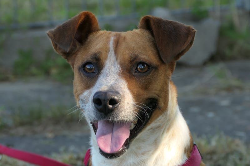 Lotti NEU - Hund zur Adoption aus Tierheim Reutlingen