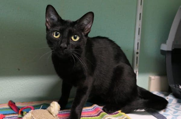 Luna - Katze zur Adoption aus Tierheim Reutlingen