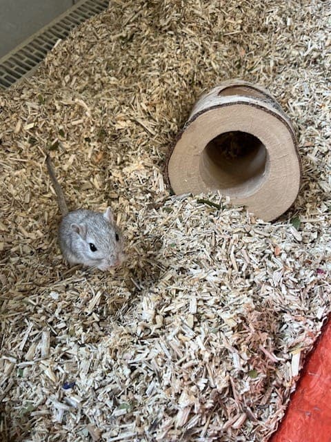 Madam Malkin - Kleintier zur Adoption aus Tierheim Reutlingen