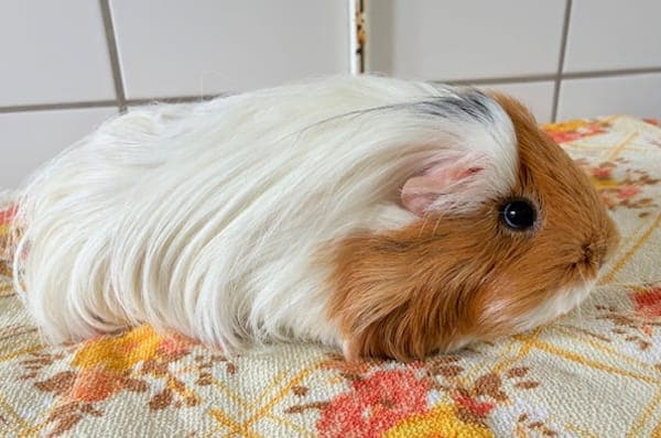 Mafalda Hopfkirch - Kleintier zur Adoption aus Tierheim Reutlingen