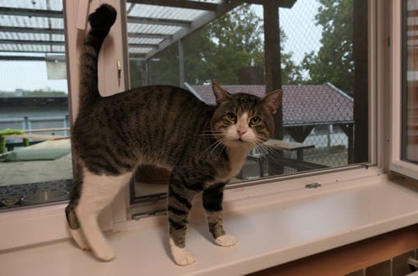 Malu - Katze zur Adoption aus Tierheim Reutlingen