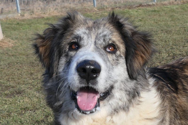 Marla - Hund zur Adoption aus Tierheim Reutlingen