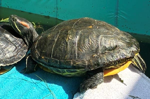 Mavd Menten - Exot zur Adoption aus Tierheim Reutlingen