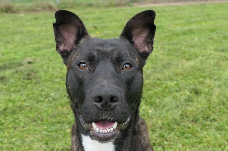 Maverick - Hund zur Adoption aus Tierheim Reutlingen