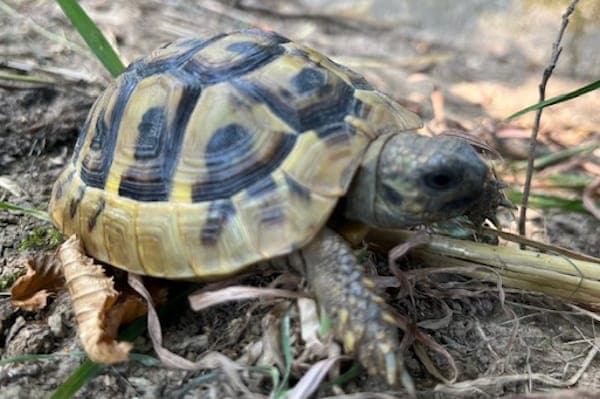 Mazurka - Exot zur Adoption aus Tierheim Reutlingen