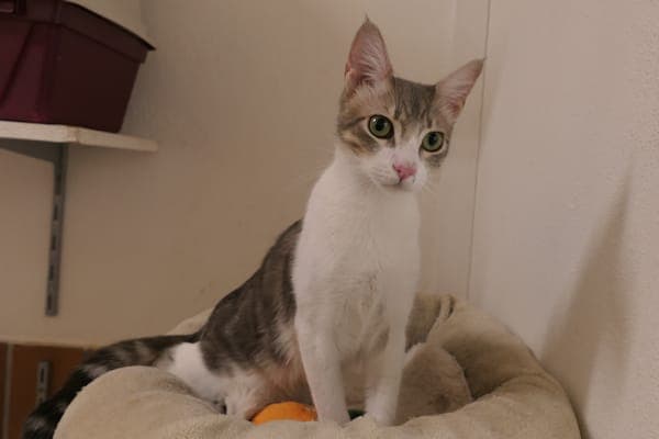 Medas & Malaga - Katze zur Adoption aus Tierheim Reutlingen