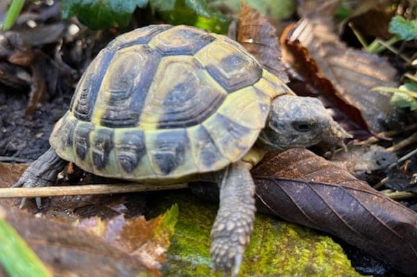 Melitta Benz - Exot zur Adoption aus Tierheim Reutlingen