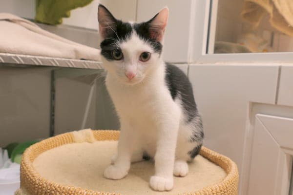 Mentos und Minze - Katze zur Adoption aus Tierheim Reutlingen