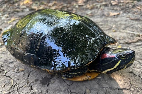 Merengue - Exot zur Adoption aus Tierheim Reutlingen