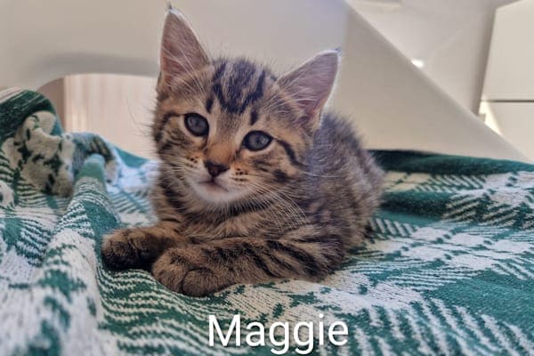 Milan, Maggie, Mint, Melchior & Malte - Katze zur Adoption aus Tierheim Reutlingen