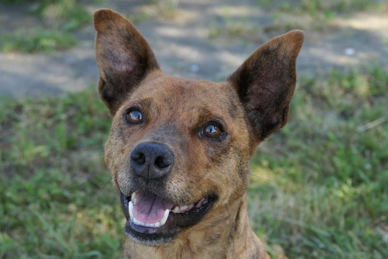 Minja NEU - Hund zur Adoption aus Tierheim Reutlingen