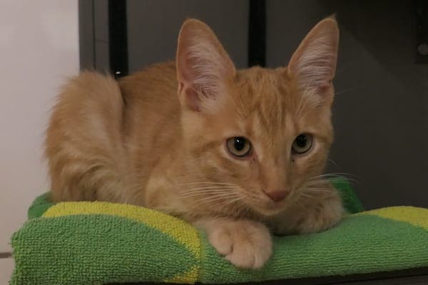 Mirabell & Maiko - Katze zur Adoption aus Tierheim Reutlingen