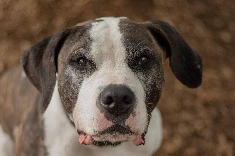 Mirabell - Hund zur Adoption aus Tierheim Reutlingen