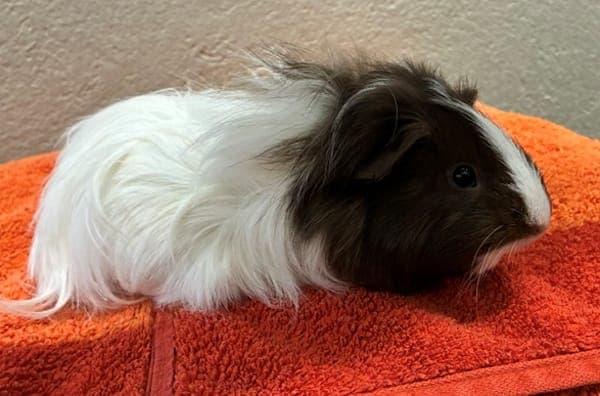 Miriam Strout - Kleintier zur Adoption aus Tierheim Reutlingen