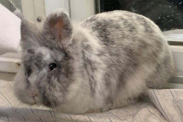 Molly - Kleintier zur Adoption aus Tierheim Reutlingen
