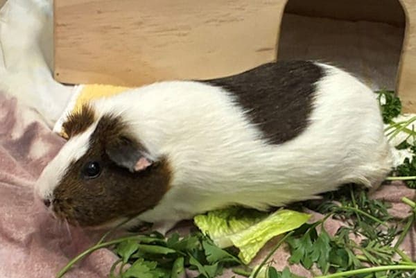 Murcus - Kleintier zur Adoption aus Tierheim Reutlingen
