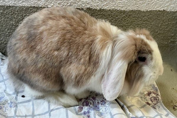 Myrtle Warren - Kleintier zur Adoption aus Tierheim Reutlingen
