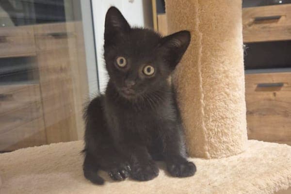 Naemi, Nelia, Nalani und Pumpernickel - Katze zur Adoption aus Tierheim Reutlingen