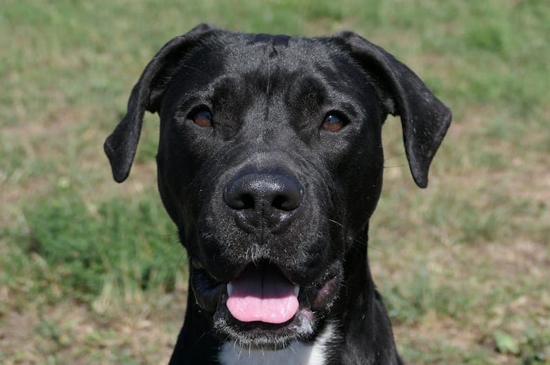 Norie - Hund zur Adoption aus Tierheim Reutlingen