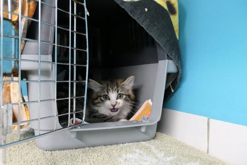 Oakley, Odila, Oz & O - Katze zur Adoption aus Tierheim Reutlingen