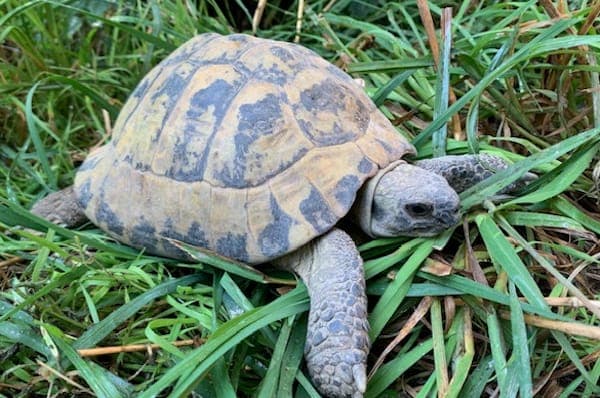 Paracelsus - Exot zur Adoption aus Tierheim Reutlingen