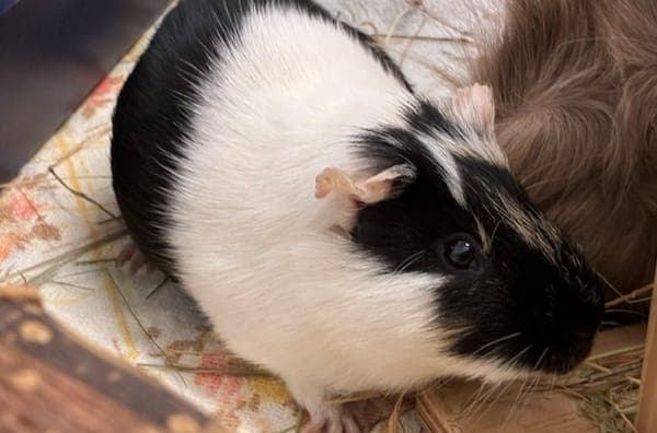 Peeves - Kleintier zur Adoption aus Tierheim Reutlingen