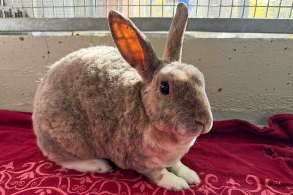 Rika - Kleintier zur Adoption aus Tierheim Reutlingen