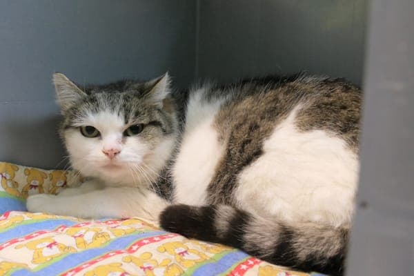 Rita & Rula - Katze zur Adoption aus Tierheim Reutlingen