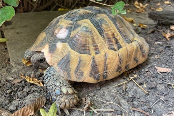 Rukavice - Exot zur Adoption aus Tierheim Reutlingen